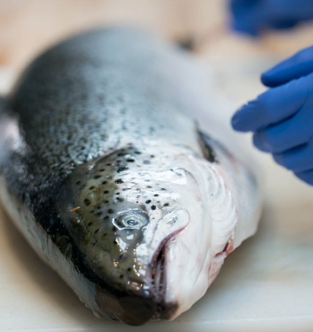 Fresh Salmon ready for preparation in Brazen Kitchen